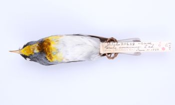 Media type: image;   Ornithology 211628 Description: Parula americana;  Aspect: ventral